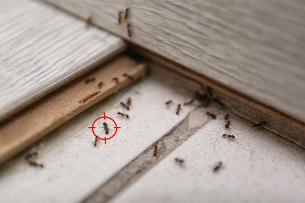 Best Commercial Pest Control Services  in Springdale, PA