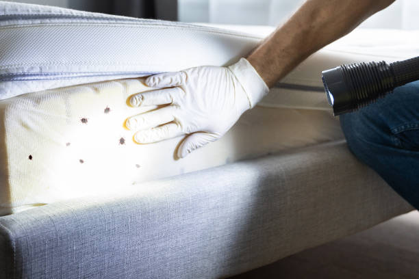 Professional Pest Control in Springdale, PA