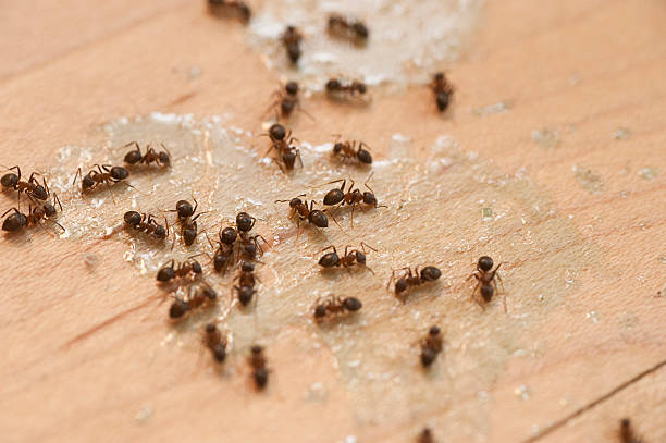 Best Wasp Removal Services  in Springdale, PA